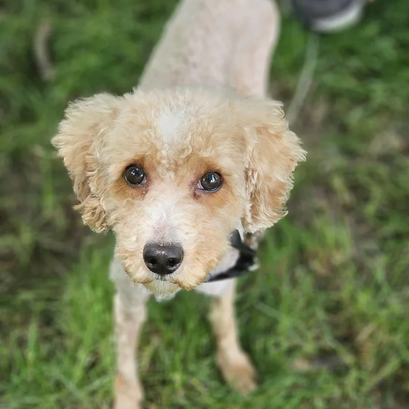 An adult small-sized male Apricot / Beige Miniature Poodle dog named Kinsley for adoption in O Fallon, IL