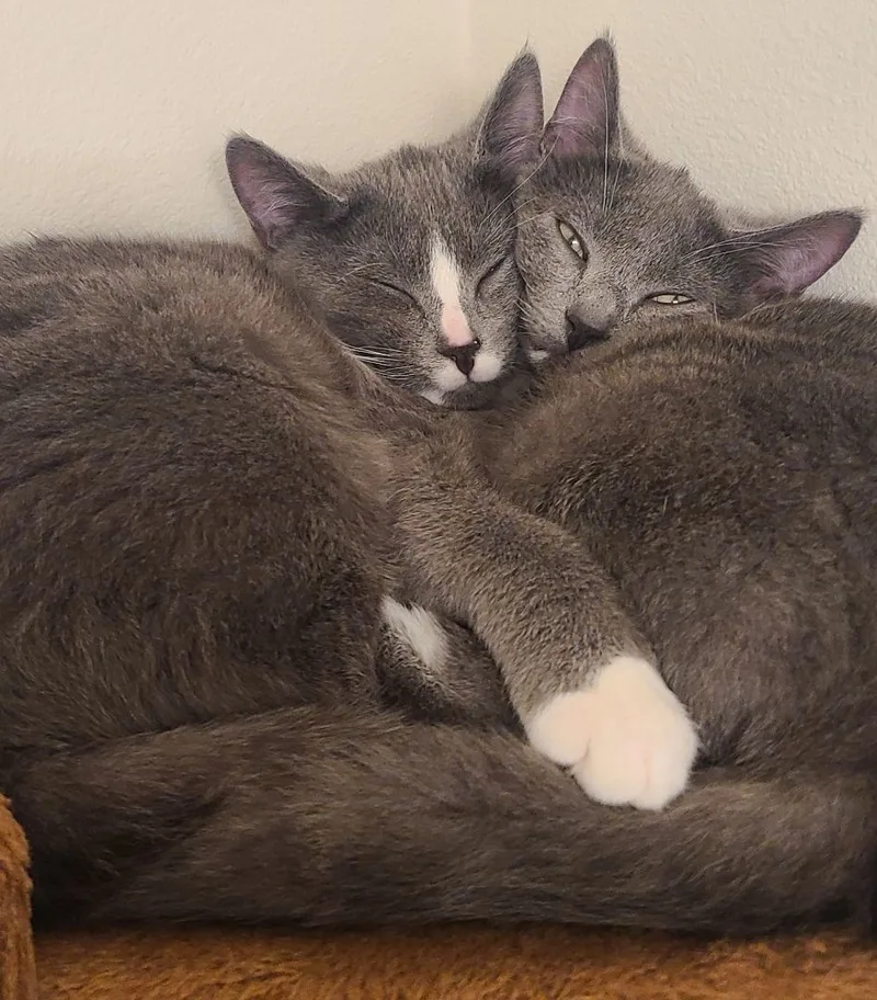 A baby medium-sized male Gray & White Domestic Short Hair cat named Armin & Erin Bonded for adoption in Puyallup, WA