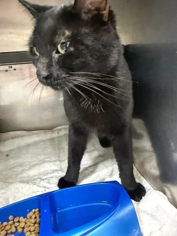 An adult medium-sized male Domestic Short Hair cat named Cicero for adoption in Burgaw, NC