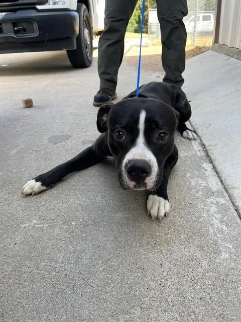 A young large-sized male Pit Bull Terrier dog named Onyx for adoption in Killeen, TX