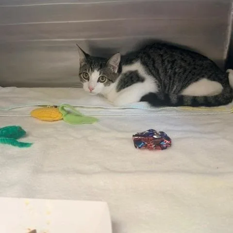 A baby medium-sized male Gray / Blue / Silver Domestic Short Hair cat named Osborn for adoption in Hawthorne, CA