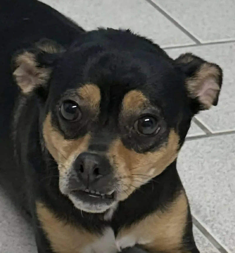 A young small-sized female Bicolor Terrier dog named Paradise for adoption in Newport, TN
