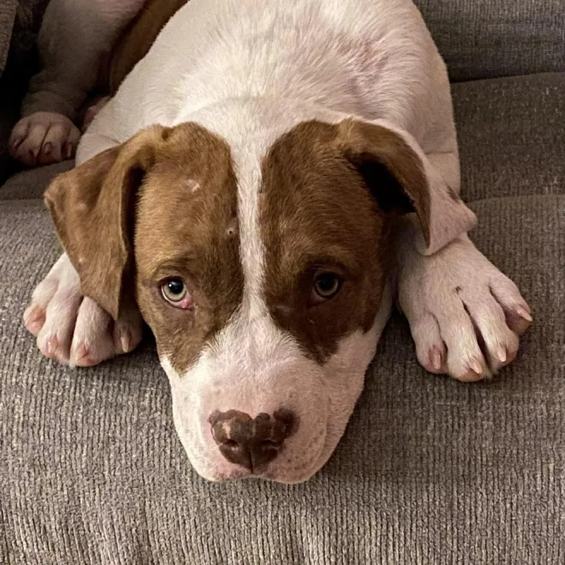 A baby medium-sized female Mixed Breed dog named Dublin for adoption in Northwood, NH