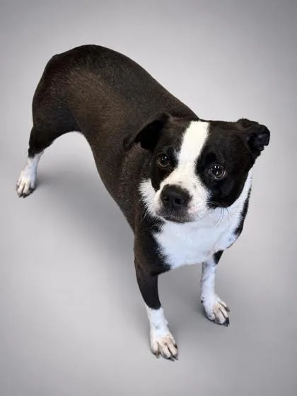 Oreo