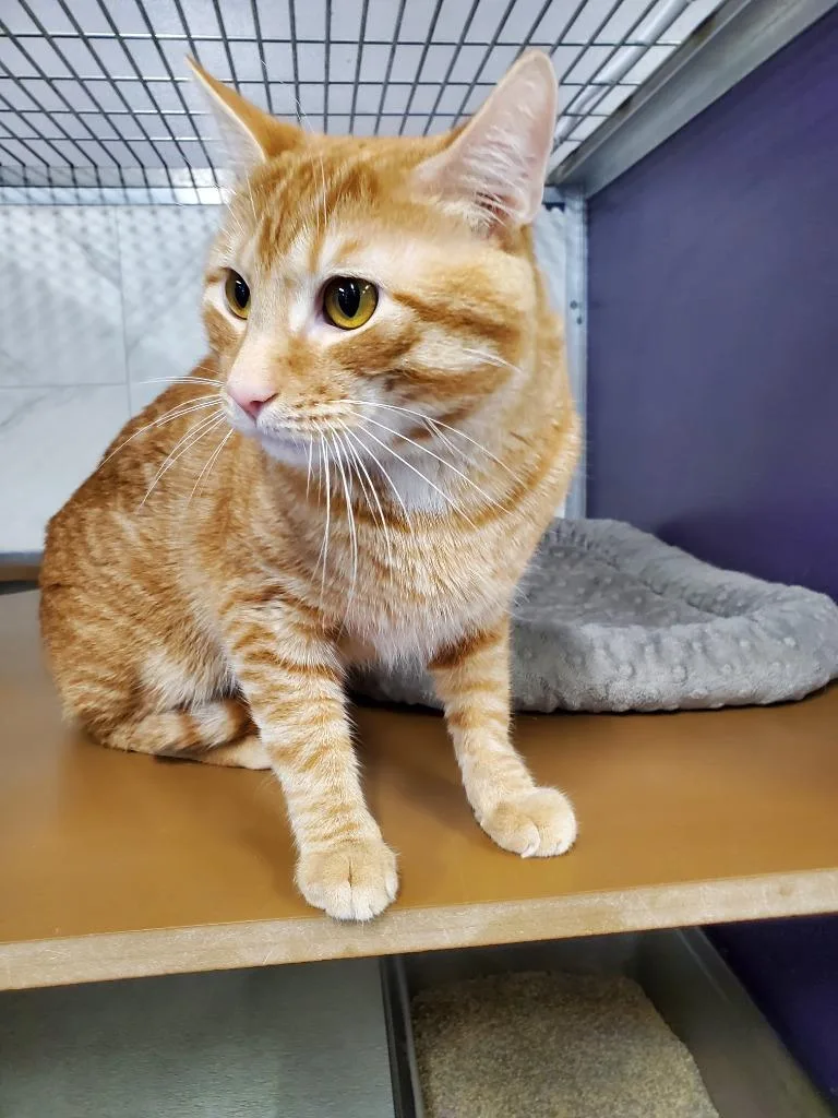 A young medium-sized male Domestic Short Hair cat named Simba Rex for adoption in Rockford, IL