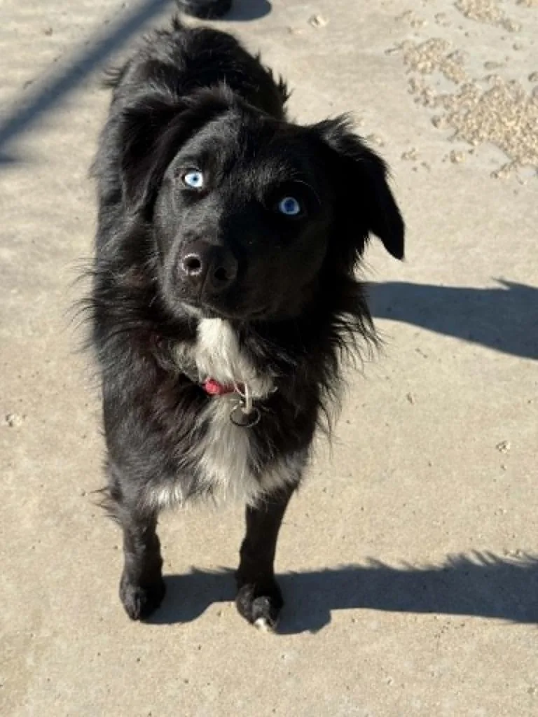 A baby medium-sized female Australian Shepherd dog named Onyx for adoption in Viroqua, WI