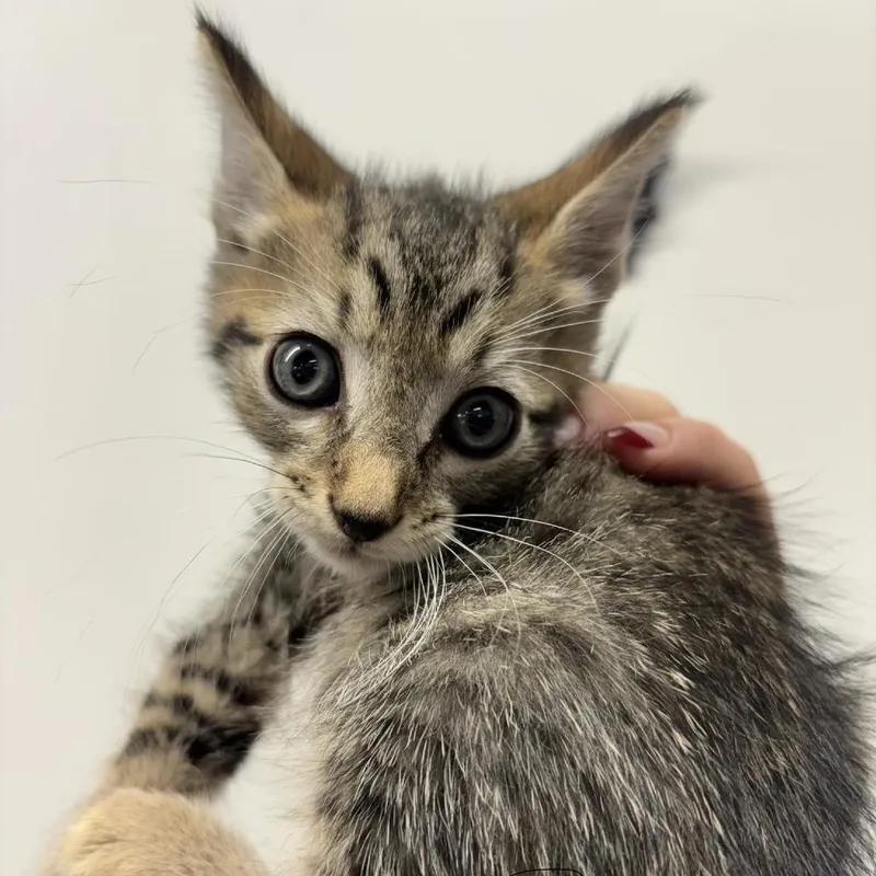 A baby small-sized male Gray / Blue / Silver Domestic Short Hair cat named Hoover for adoption in Tampa, FL