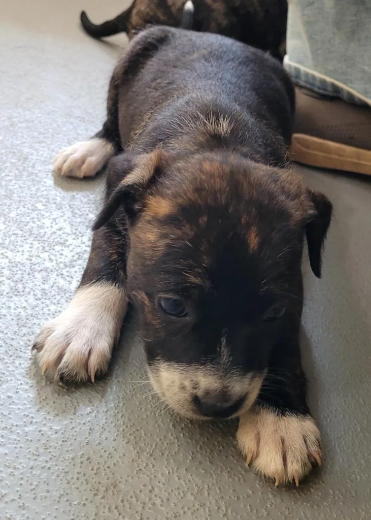 A baby small-sized female Mixed Breed dog named Dwarf for adoption in Lawrenceburg, TN
