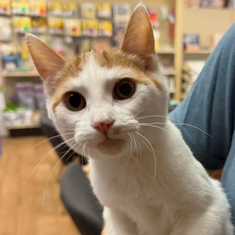 A baby small-sized female Orange / Red Domestic Short Hair cat named Parade Meet me at for adoption in Buffalo, MN