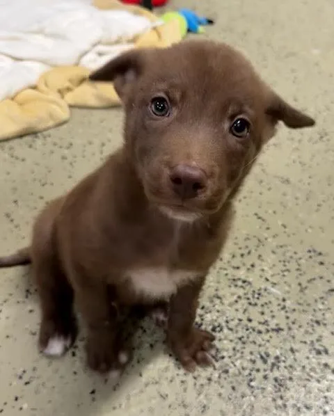 A baby medium-sized male Shepherd dog named Mister for adoption in Commerce City, CO