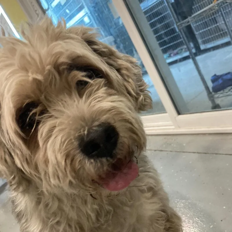 An adult medium-sized male Miniature Poodle dog named Stubby for adoption in West Des Moines, IA