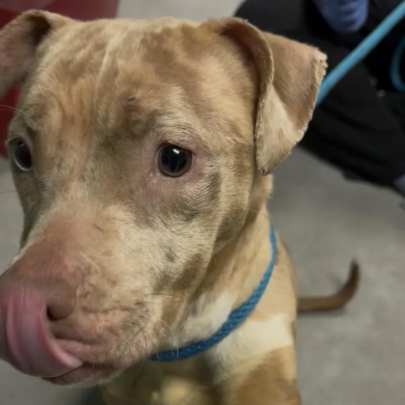 Lady Stardust thumbnail 2