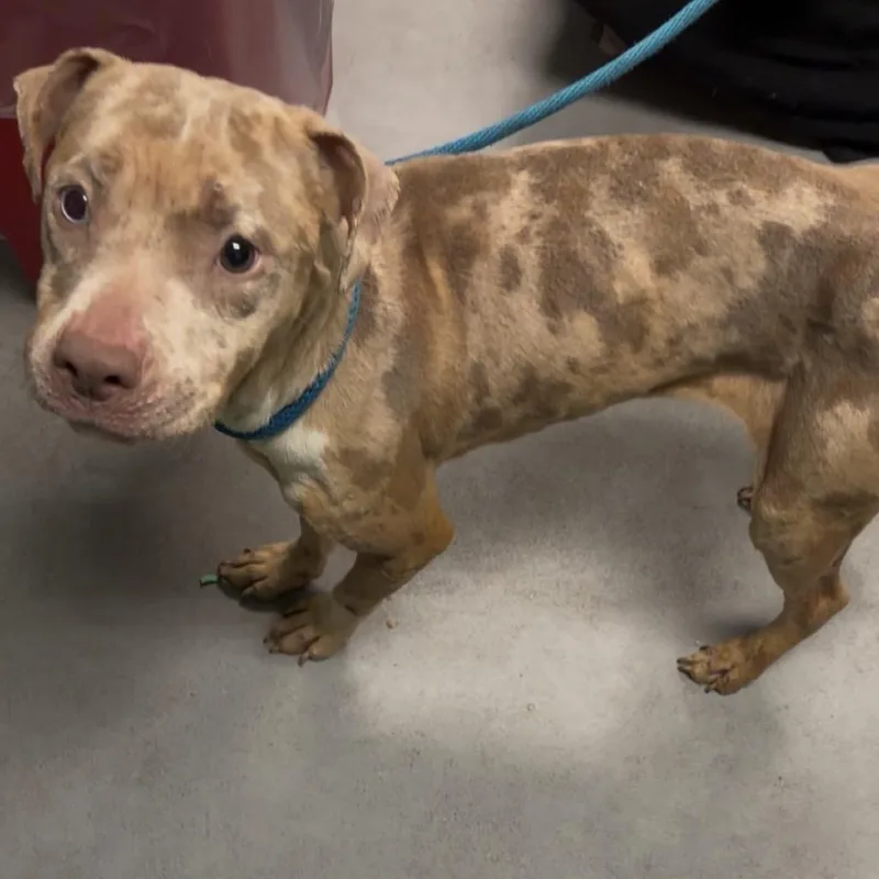 Lady Stardust thumbnail 3