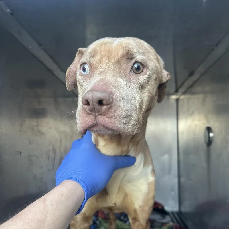 Lady Stardust thumbnail 4