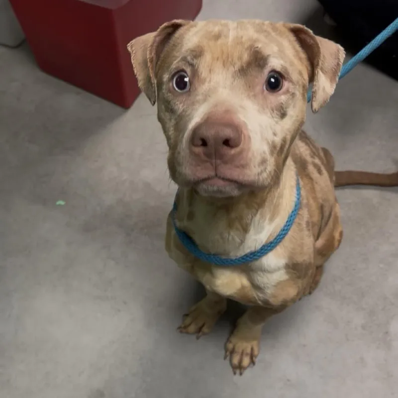 Lady Stardust thumbnail 5