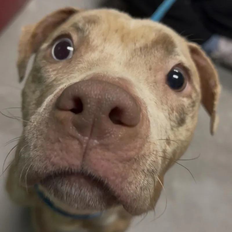 Lady Stardust thumbnail 6