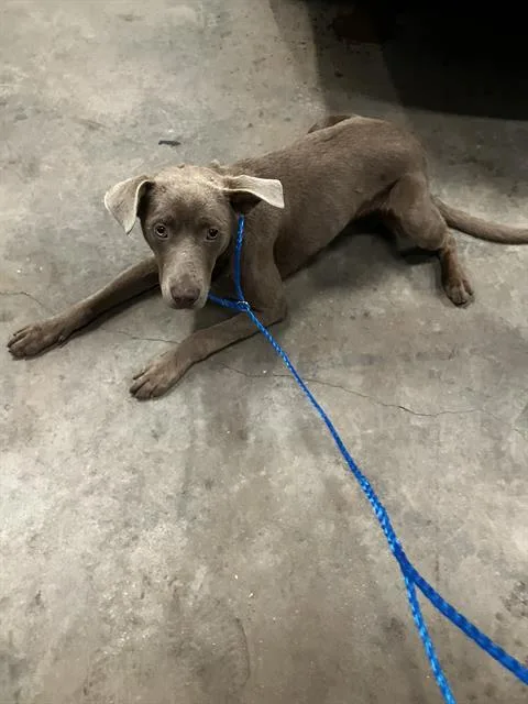 A young medium-sized male Pit Bull Terrier dog named Luca for adoption in Dallas, TX