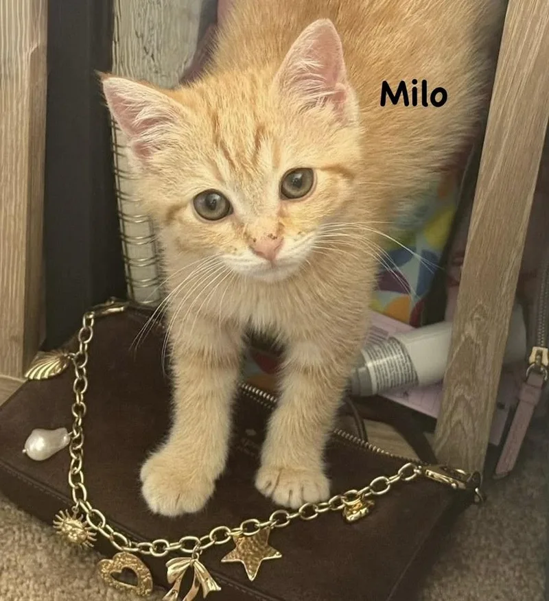 A baby small-sized male Orange & White Domestic Short Hair cat named Milo for adoption in Telford, PA