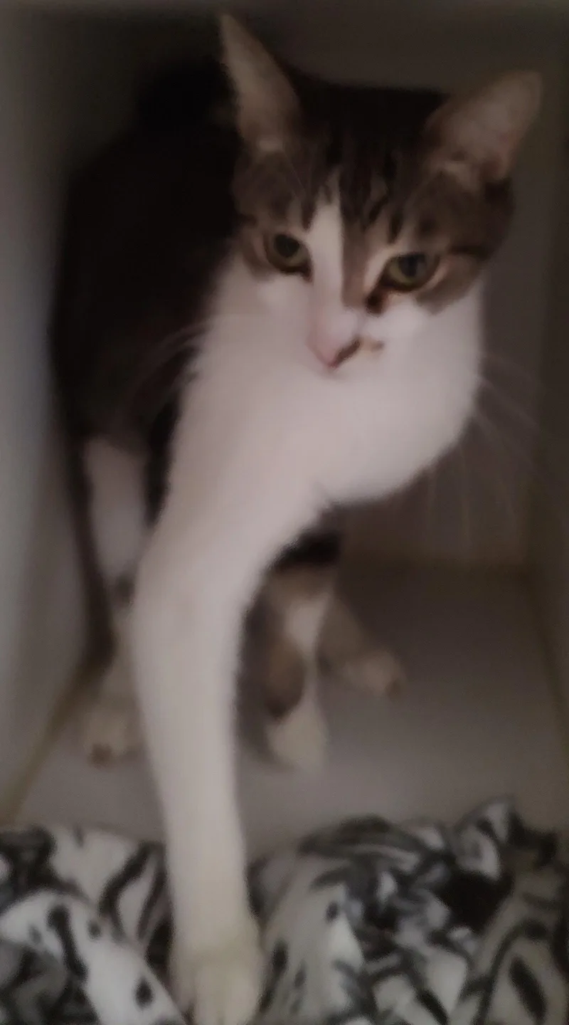 A young medium-sized male Domestic Short Hair cat named Thane for adoption in Phoenix, AZ