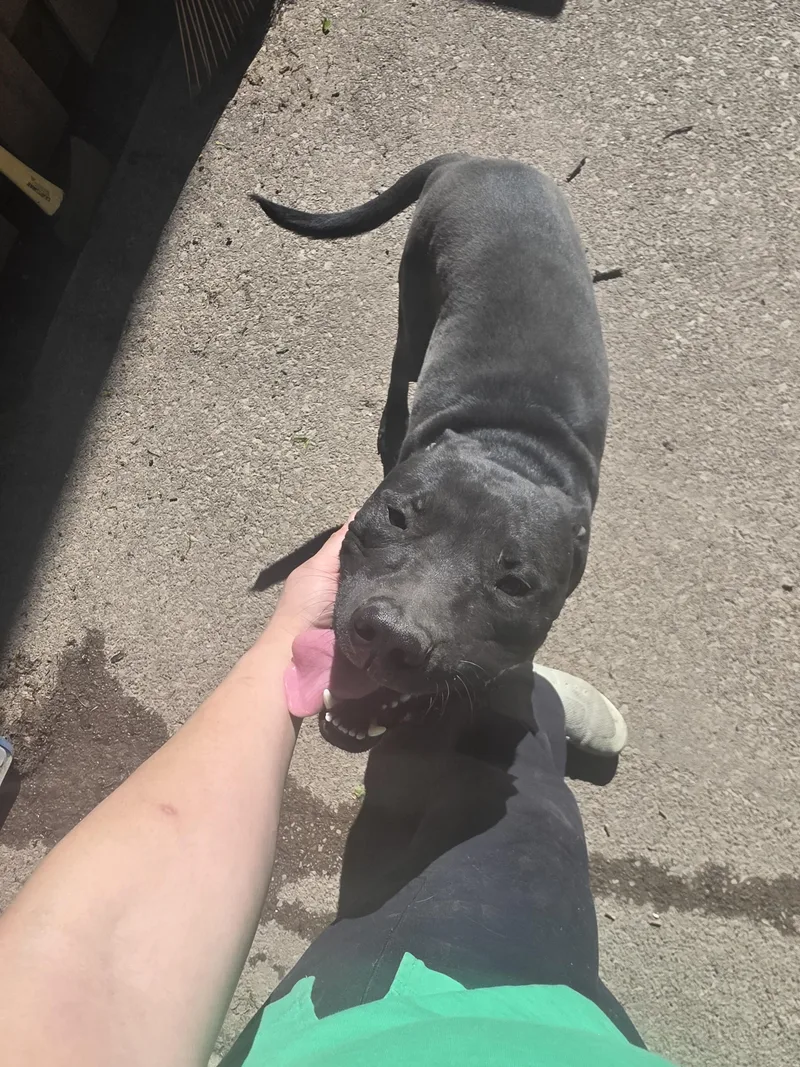 An adult medium-sized male Black Pit Bull Terrier dog named Turner for adoption in Cleveland , OH