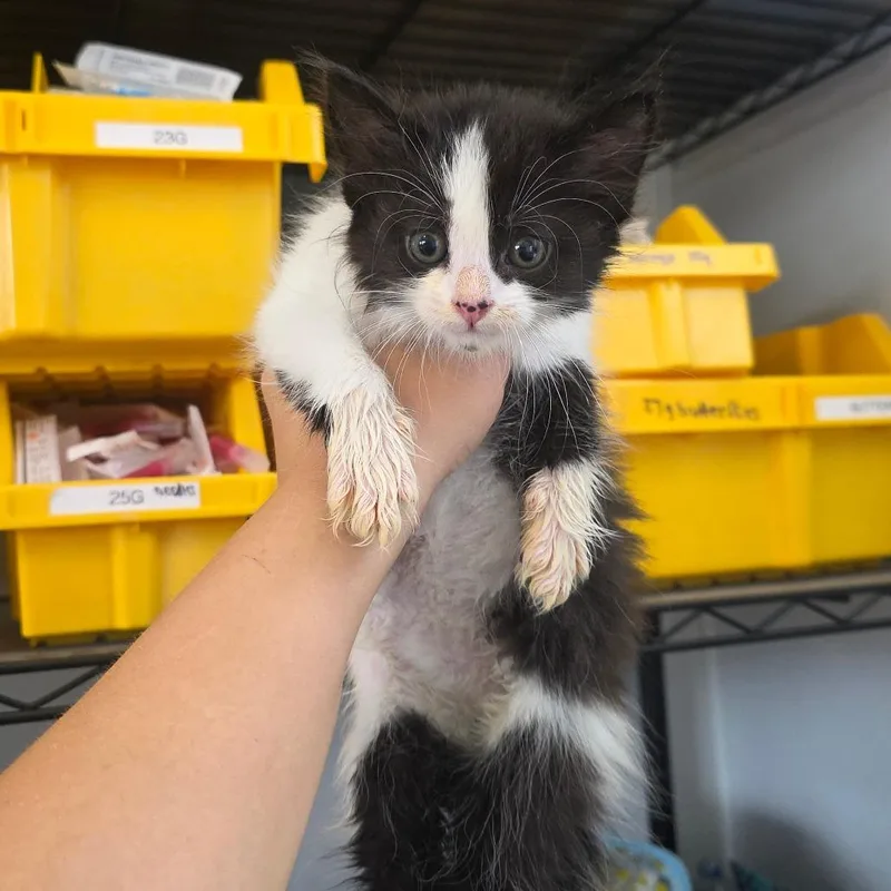 A baby small-sized female Black Domestic Medium Hair cat named Flute for adoption in Chapel Hill, NC