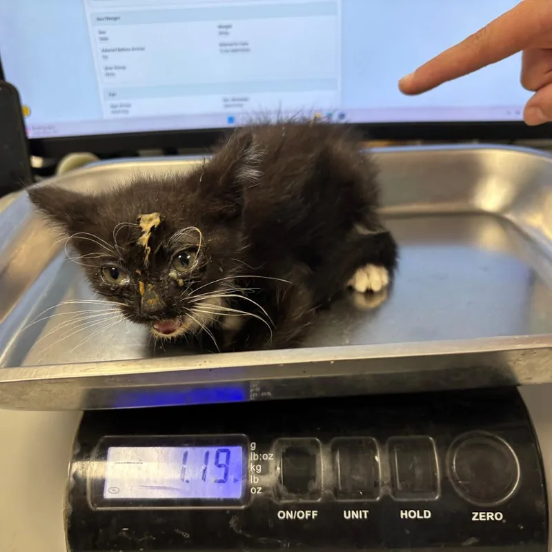 A baby small-sized female Black Domestic Short Hair cat named Rayne for adoption in St Joseph, MO