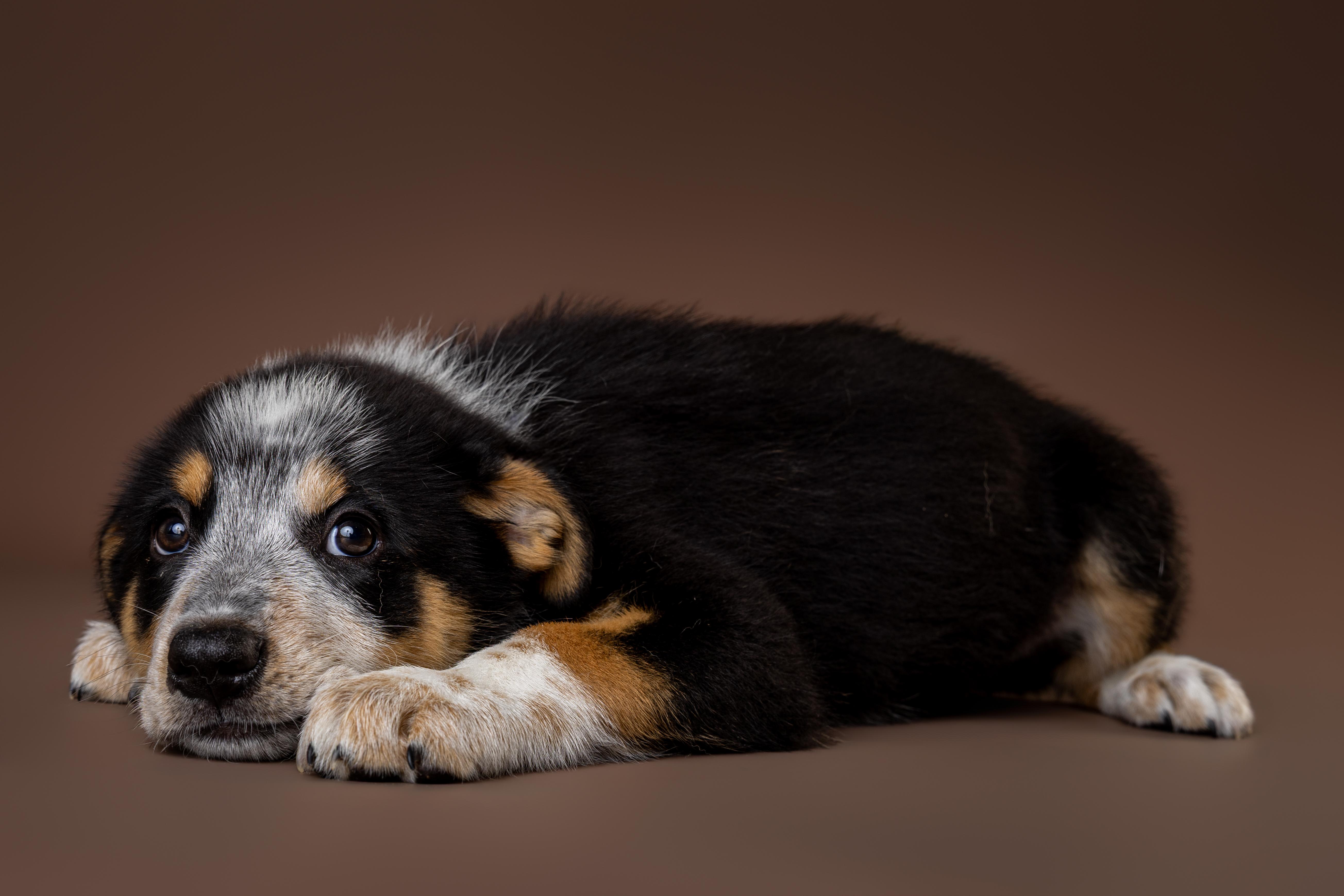 A young large-sized female Tricolor (Brown, Black, & White) Australian Shepherd dog named Asbury for adoption in Tyler, TX