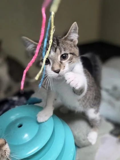 A baby small-sized male Domestic Short Hair cat named Stratus for adoption in Westland, MI