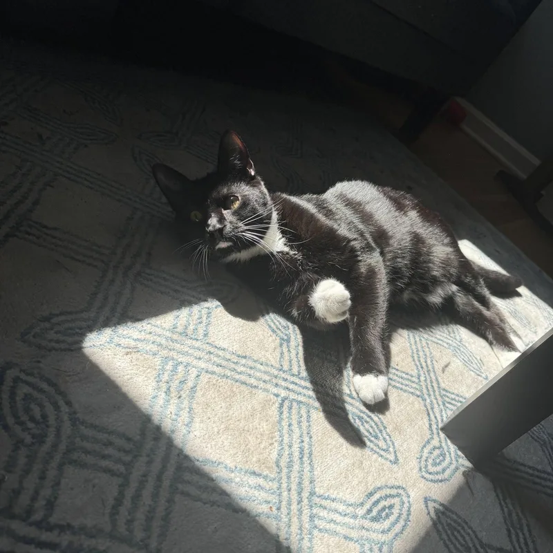 An adult medium-sized male Domestic Short Hair cat named Bo for adoption in Akron, OH