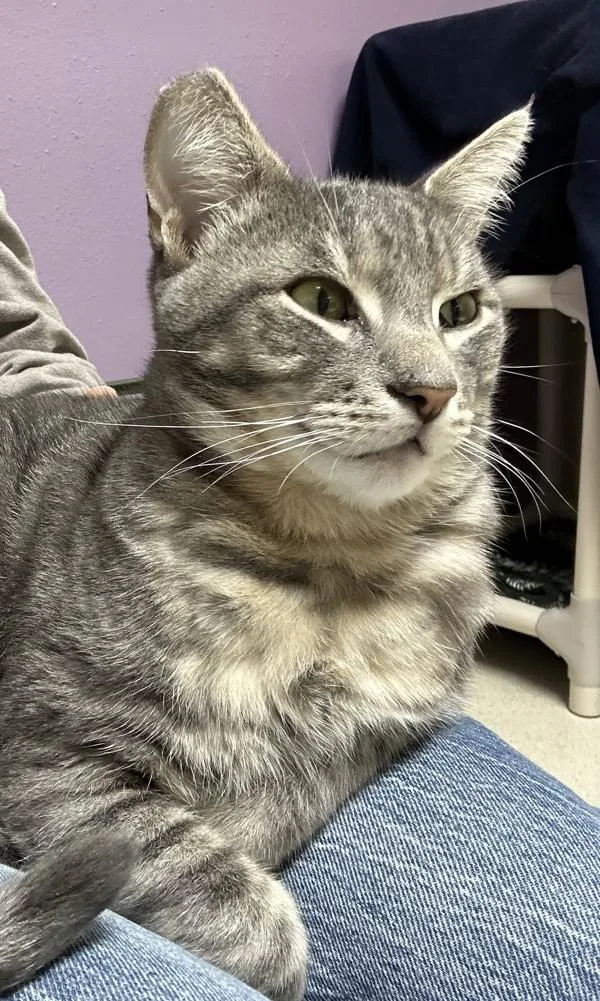 A young small-sized male Domestic Short Hair cat named The Boy Upstairs for adoption in Sherwood, OR