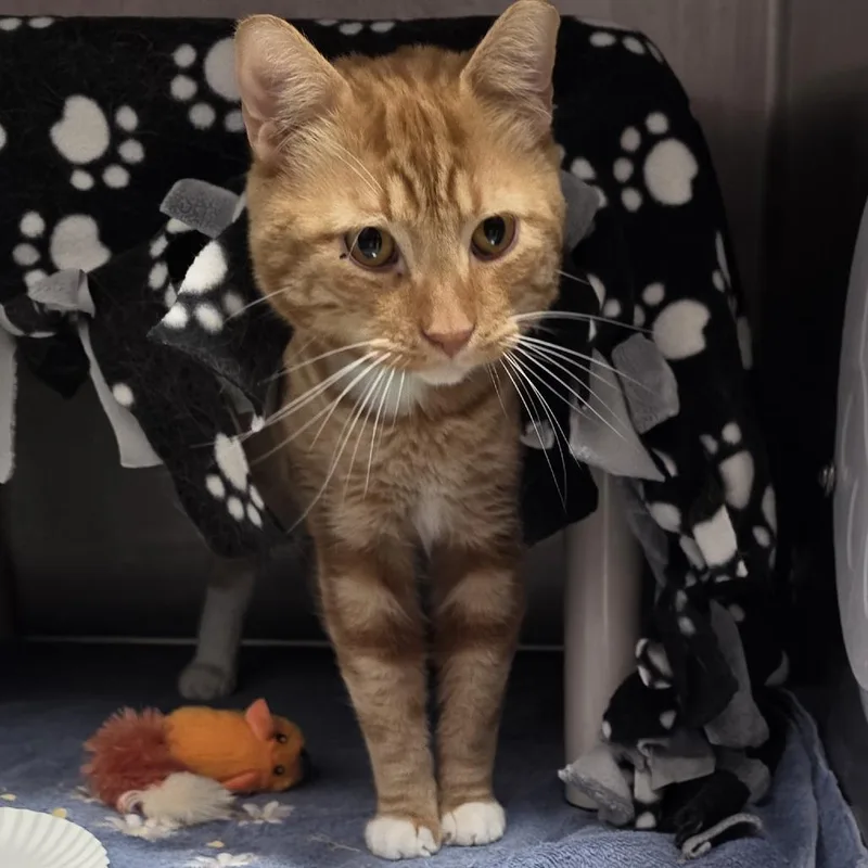 An adult large-sized male Orange / Red Domestic Short Hair cat named Thomas for adoption in Fort Wayne, IN