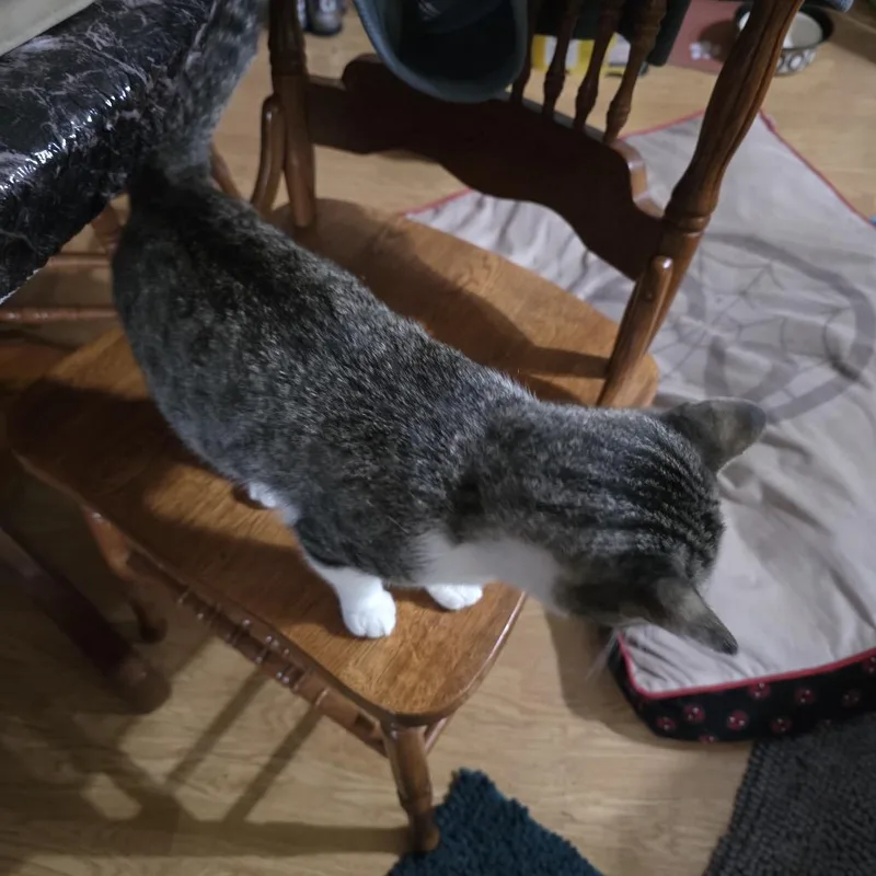 A young medium-sized female White Domestic Short Hair cat named Zazzles for adoption in Buffalo, MN