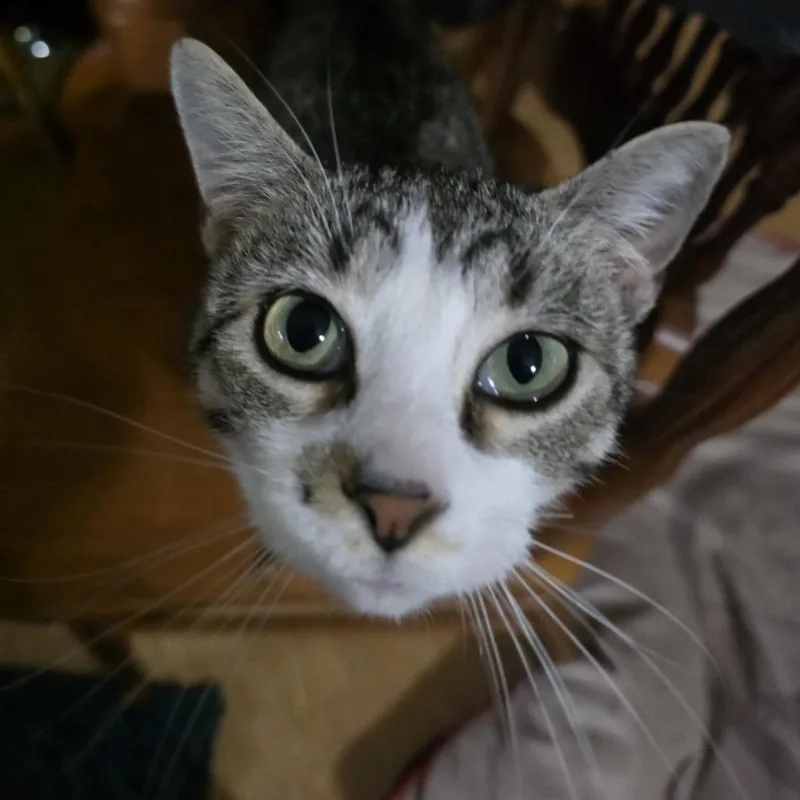 Zazzles thumbnail 3