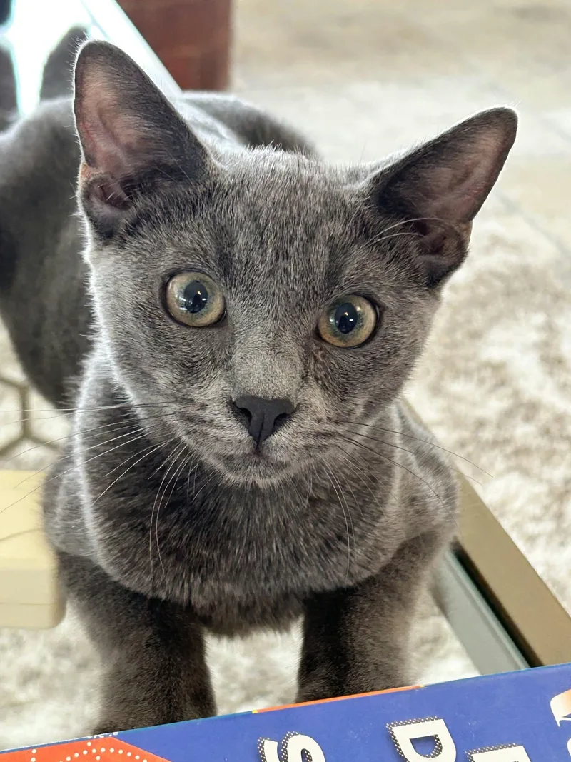 A baby medium-sized male Russian Blue cat named Biscotti for adoption in HEMET, CA