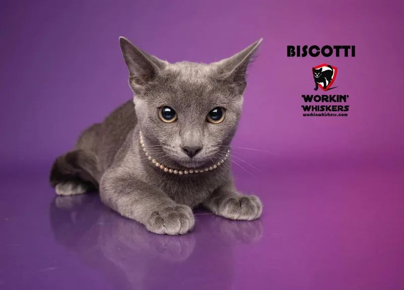 Biscotti thumbnail 2