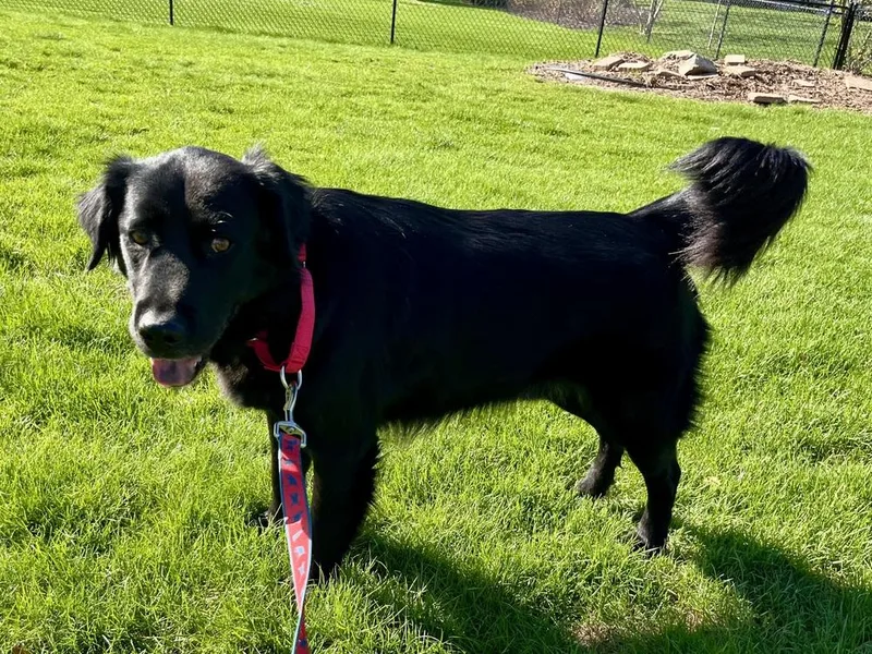 An adult medium-sized male Black Labrador Retriever dog named Jr Morales for adoption in Plymouth, MI