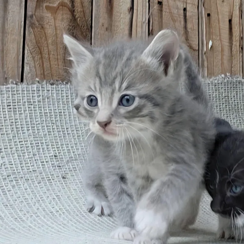 A baby small-sized female Gray & White Domestic Long Hair cat named Ala for adoption in Orange, CA