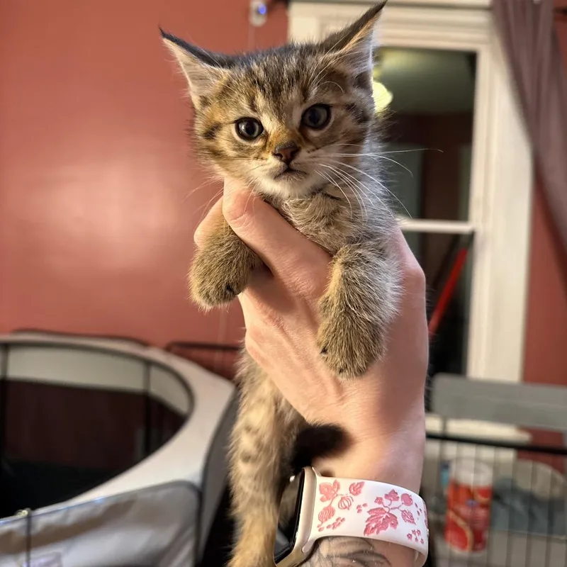 A baby small-sized male Brown / Chocolate Domestic Short Hair cat named Peridot for adoption in Granville, OH