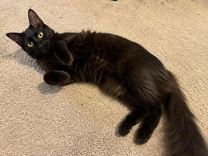 A young medium-sized female Black Domestic Medium Hair cat named Mica for adoption in Rochester, NY