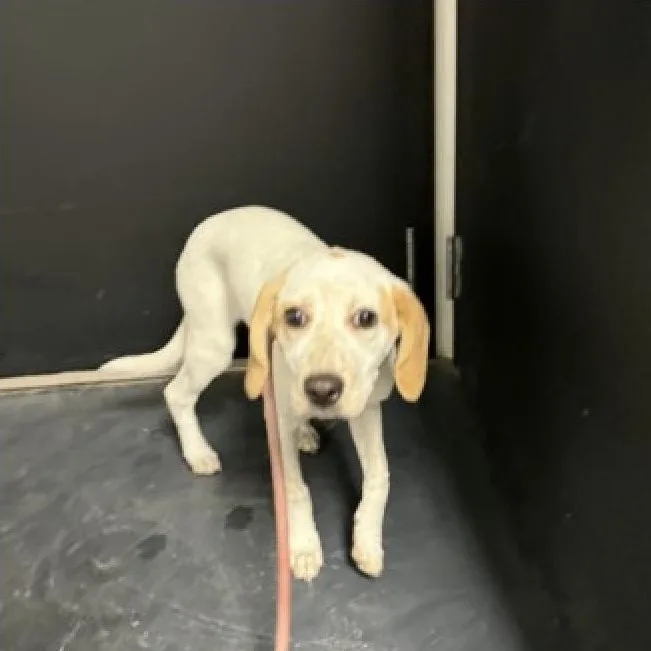 A baby medium-sized female White / Cream Hound dog named Mama for adoption in Estes Park, CO