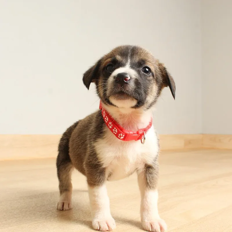 A baby medium-sized female Brown / Chocolate German Shepherd Dog dog named Greta D for adoption in Minnetonka, MN