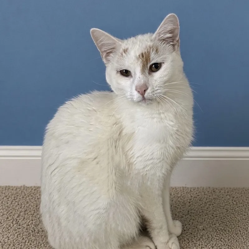 An adult medium-sized male Domestic Short Hair cat named Ghost for adoption in Pilot Point, TX
