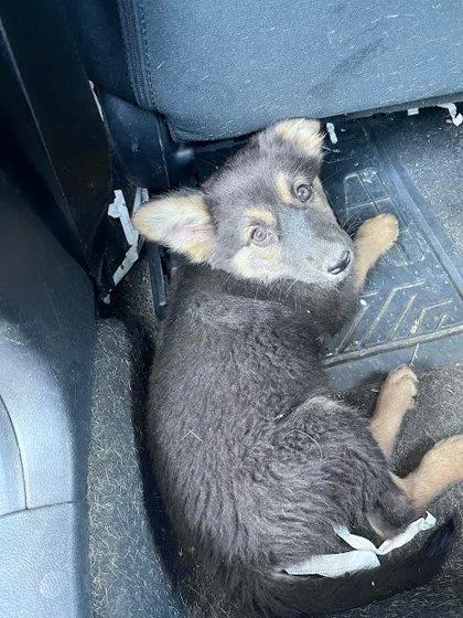 A baby small-sized female German Shepherd Dog dog named Crunchberry for adoption in Fresno, CA
