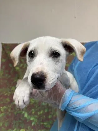 A young small-sized male Labrador Retriever dog named Walnut for adoption in San Antonio, TX