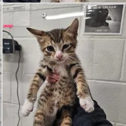 A baby small-sized female Brown / Chocolate Domestic Short Hair cat named Ding Dong for adoption in Bel Air, MD