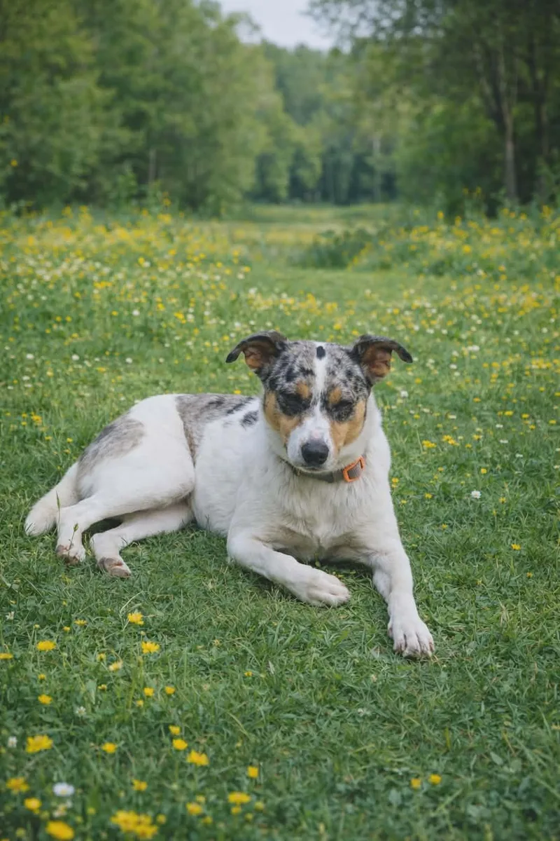 An adult small-sized female Merle (Blue) Australian Cattle Dog / Blue Heeler dog named Marley for adoption in church point, LA