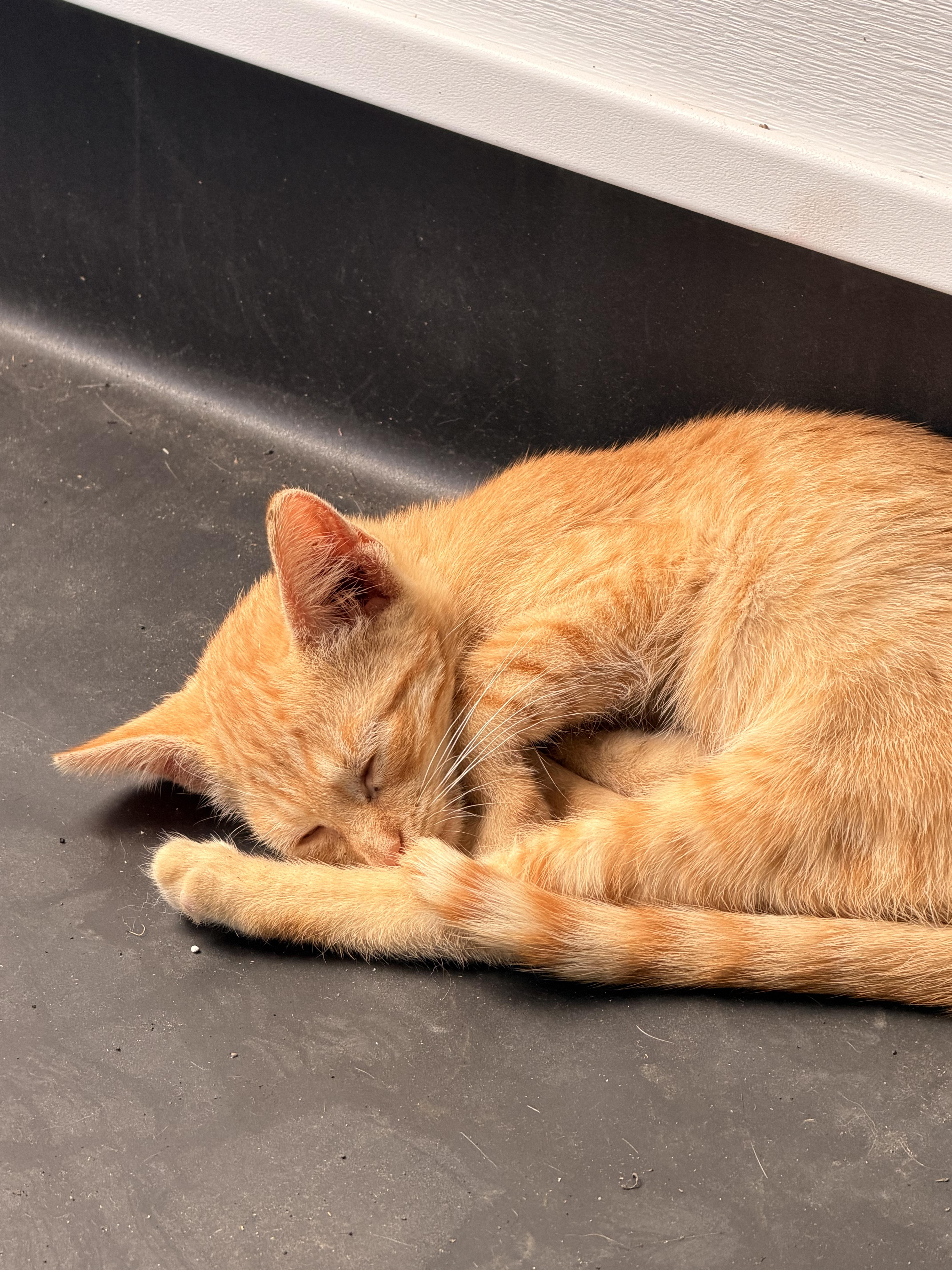 A baby small-sized female Domestic Short Hair cat named Jazzy for adoption in Clymer, PA