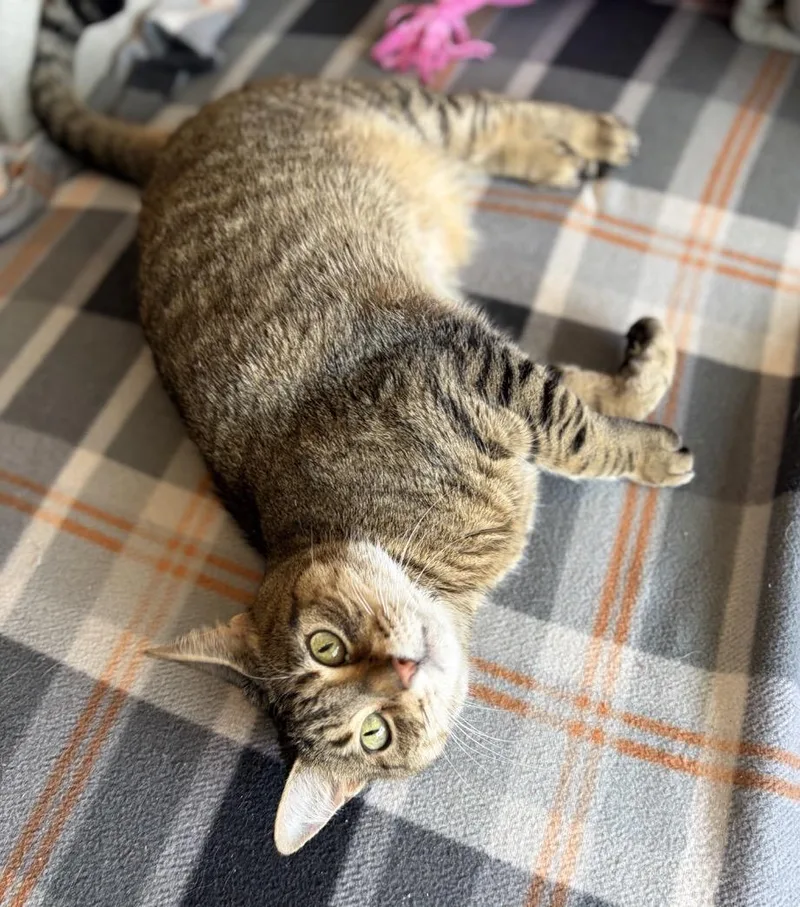 A young medium-sized female Brown / Chocolate Tabby cat named Martha for adoption in Bloomfield, NJ