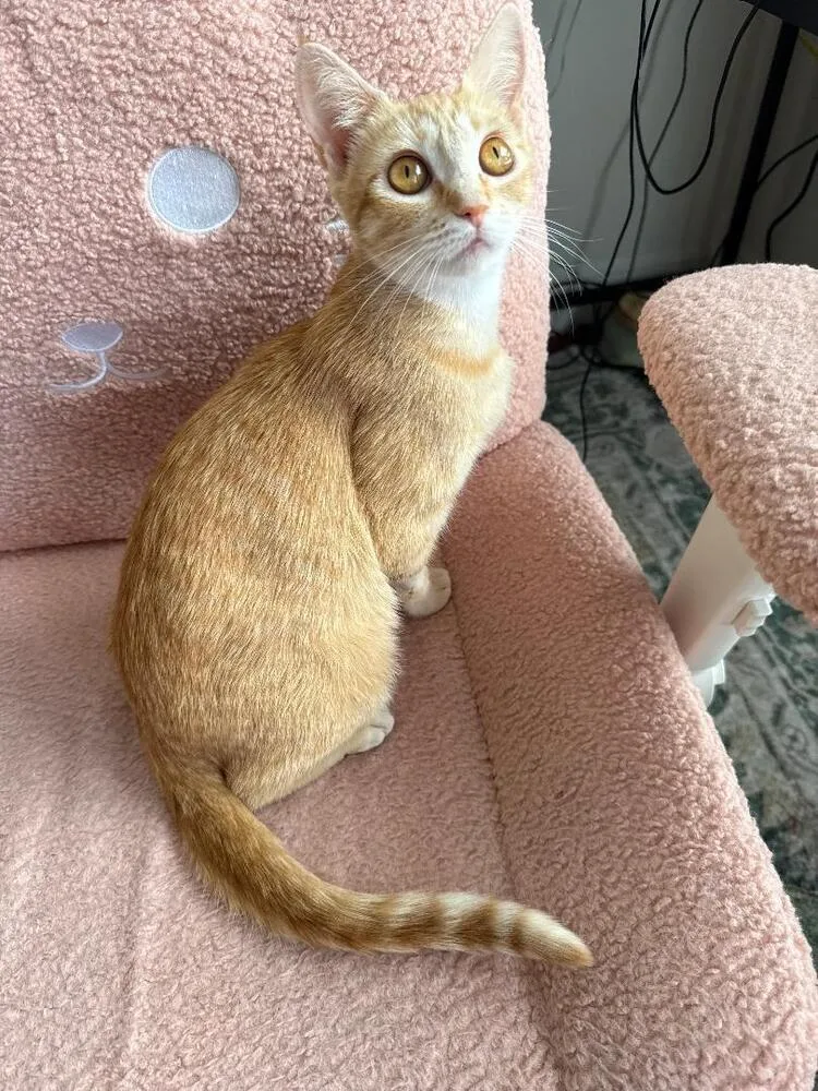 A baby medium-sized female Tabby (Orange / Red) Domestic Short Hair cat named Poppy for adoption in Oceanside, CA