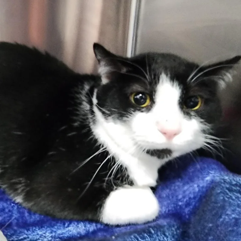 An adult large-sized male Black Domestic Short Hair cat named Spaghetti Teddy for adoption in Dixon, IL